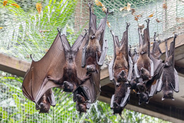 “宇宙最大蝙蝠”已在广州安家，即日起面向公众展出